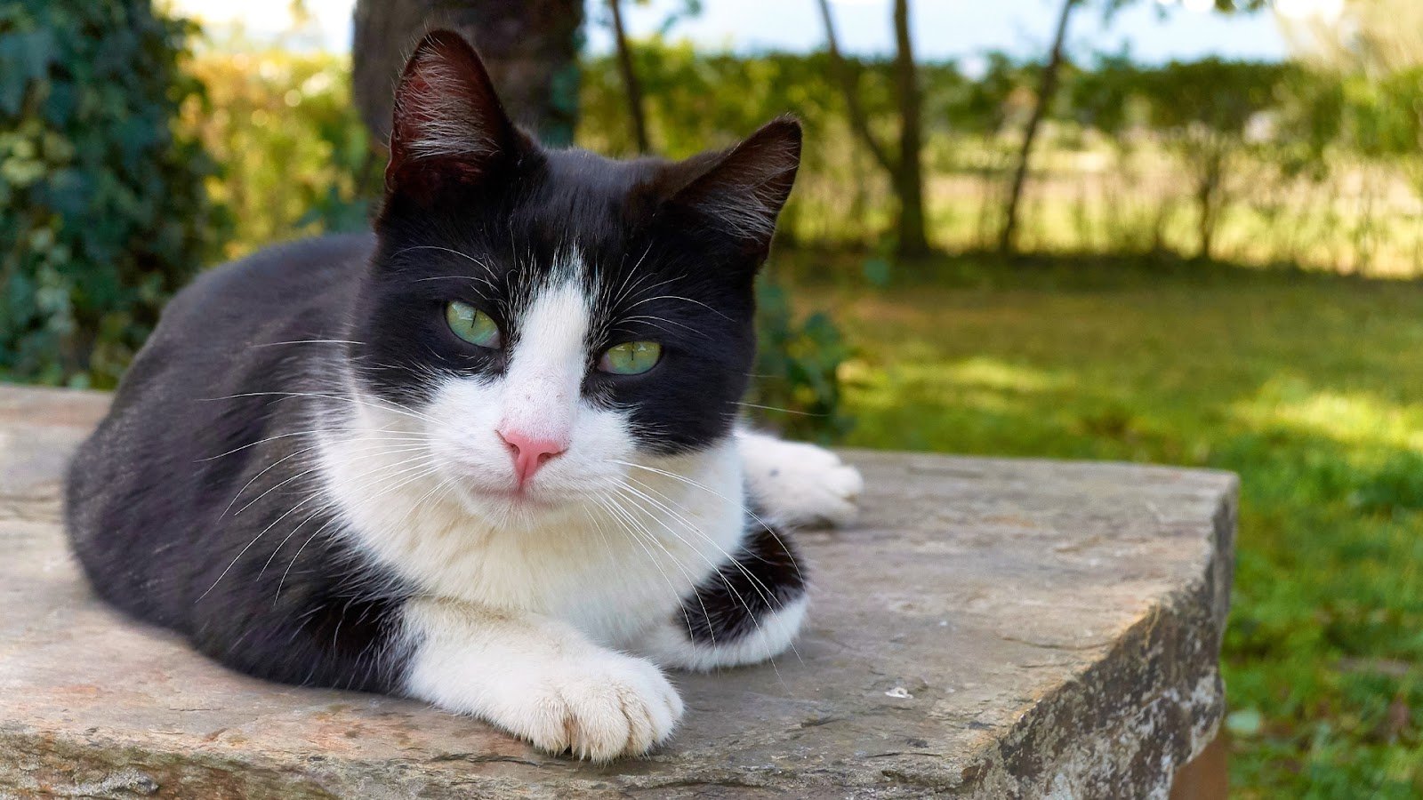 Black and White Ragdoll Cat Personality & Temperament