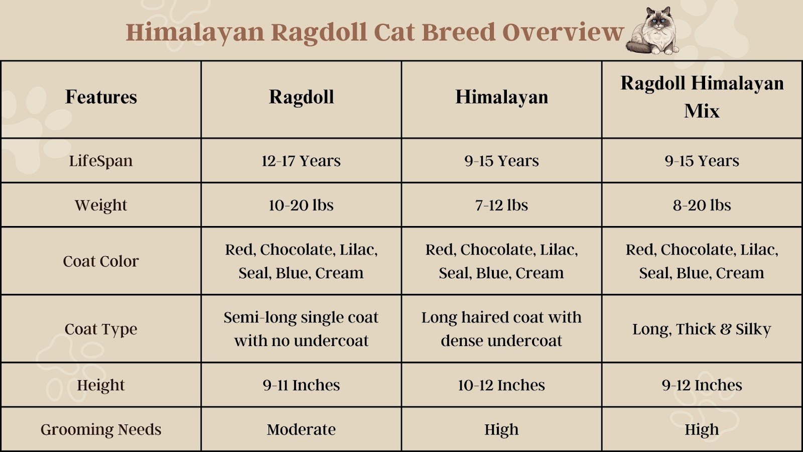 Himalayan Ragdoll Cat Breed Overview