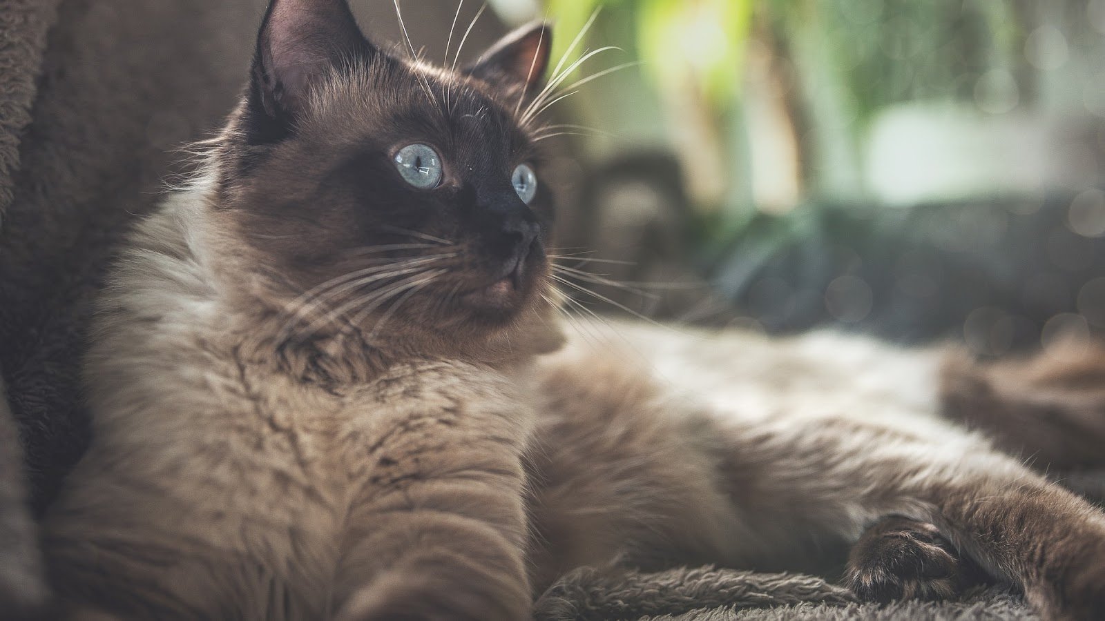 Seal point mink ragdoll cat