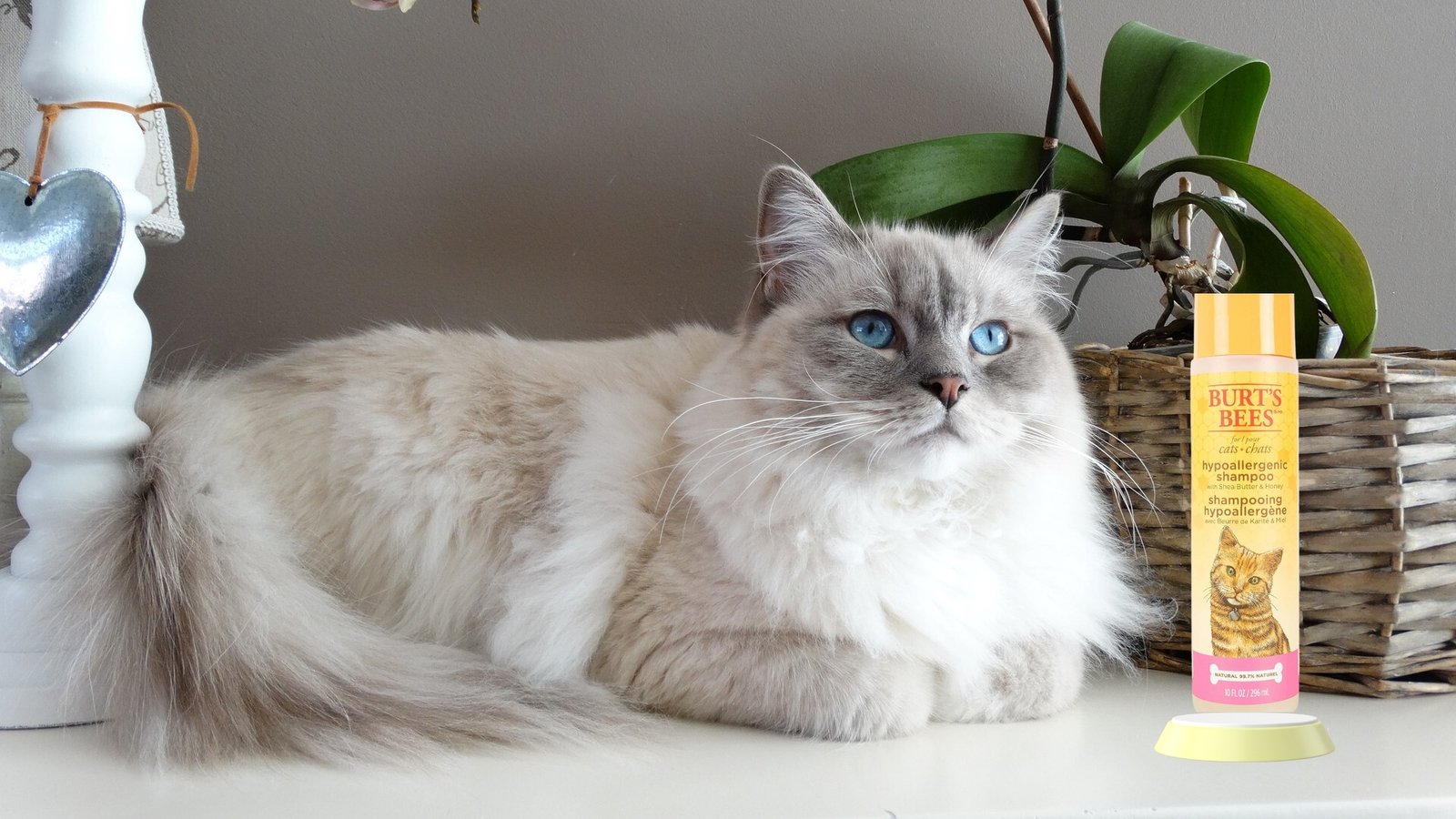 Best Shampoo For Ragdoll Cats