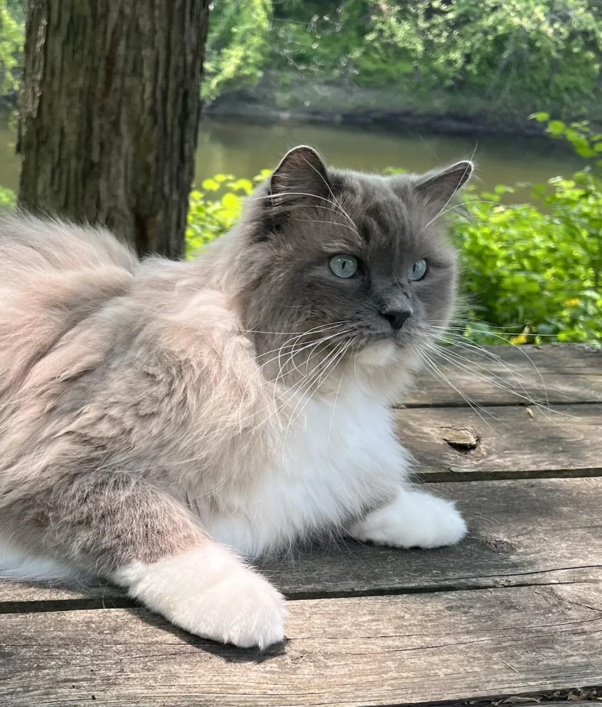 Blue Mink Ragdoll