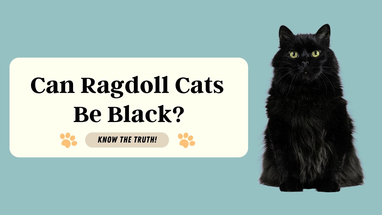 Can Ragdoll Cats Be Black