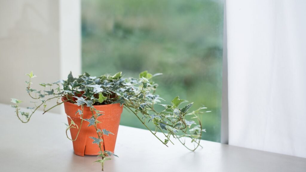 English Ivy poisonous houseplant for ragdoll cat