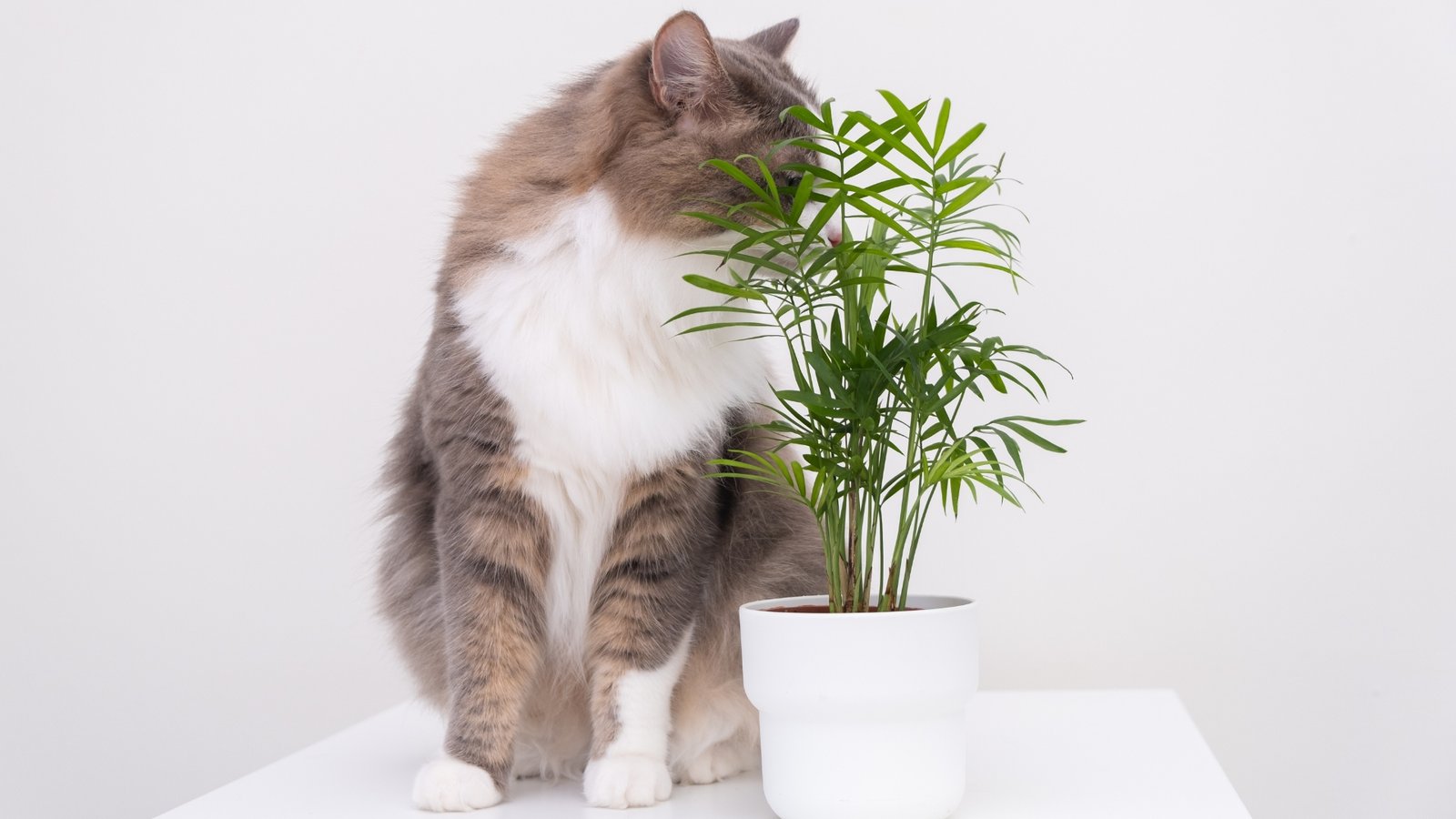 House Plants That Are Poisonous To Ragdoll Cats