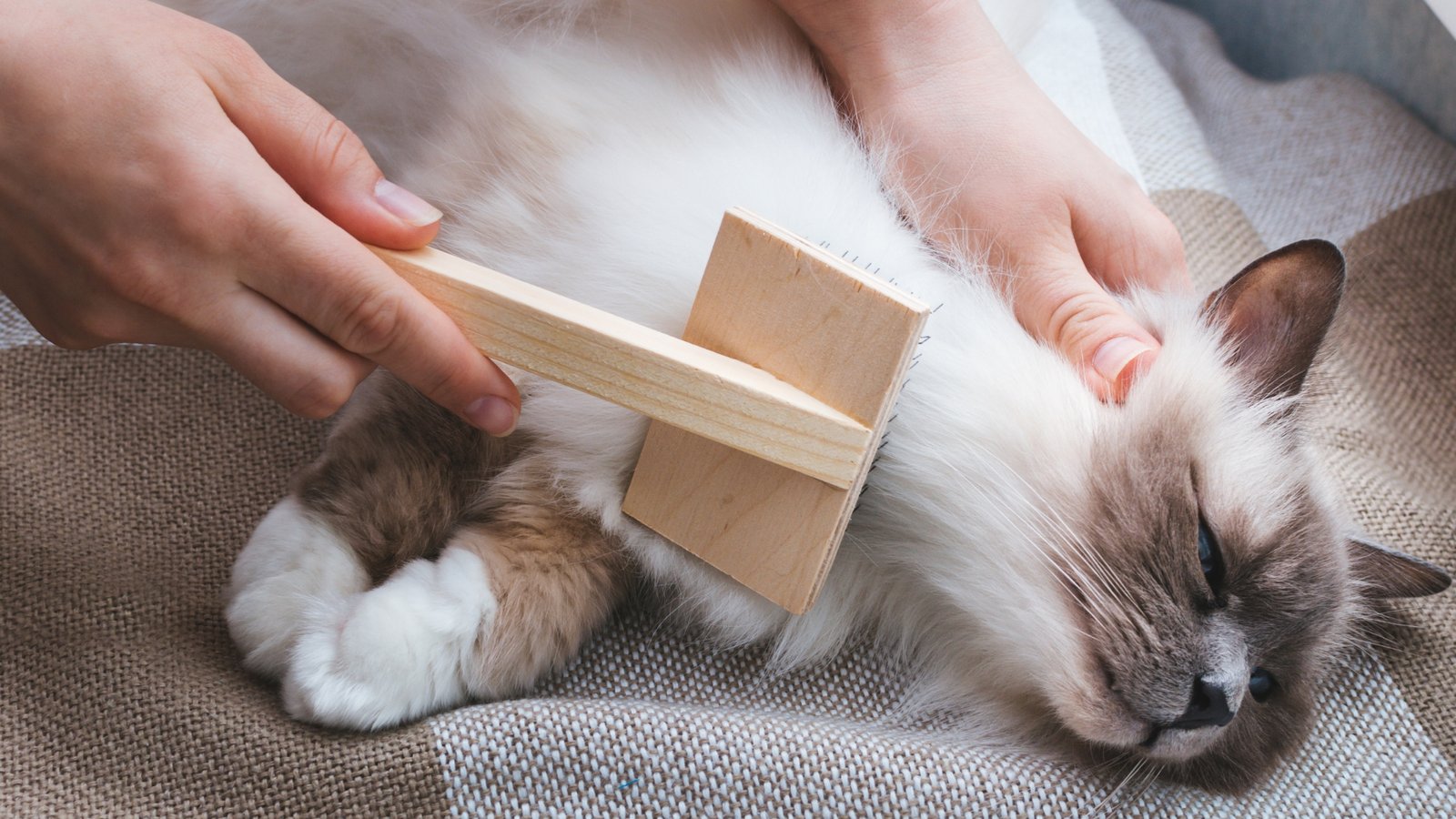 How To Brush Your Ragdoll Cat