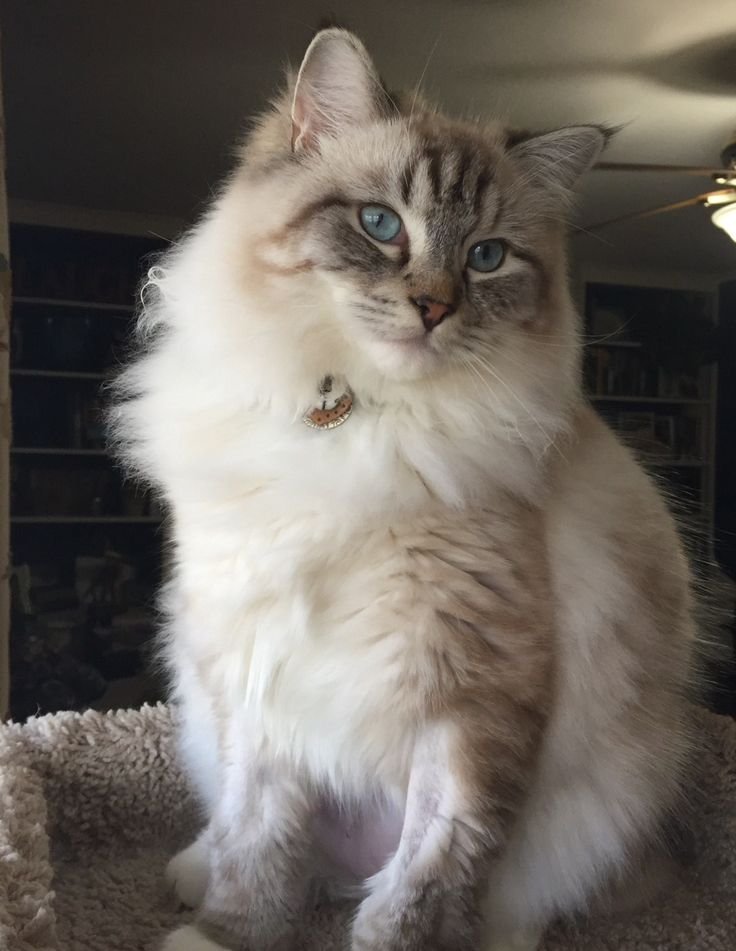 Lynx mink ragdoll cat