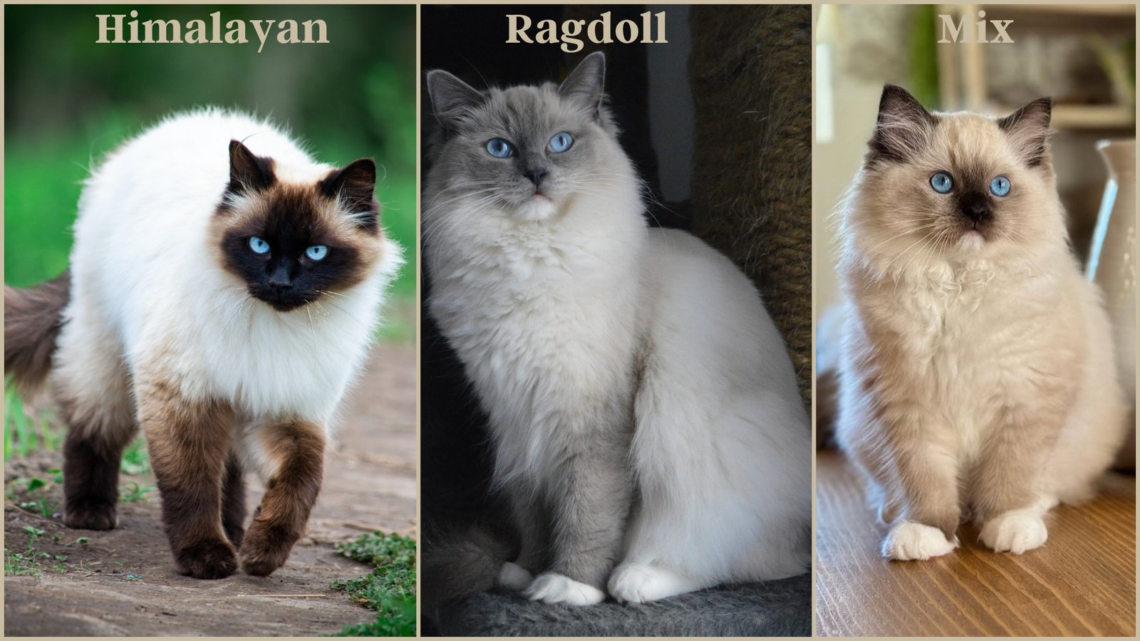 Ragdoll Himalayan Mix