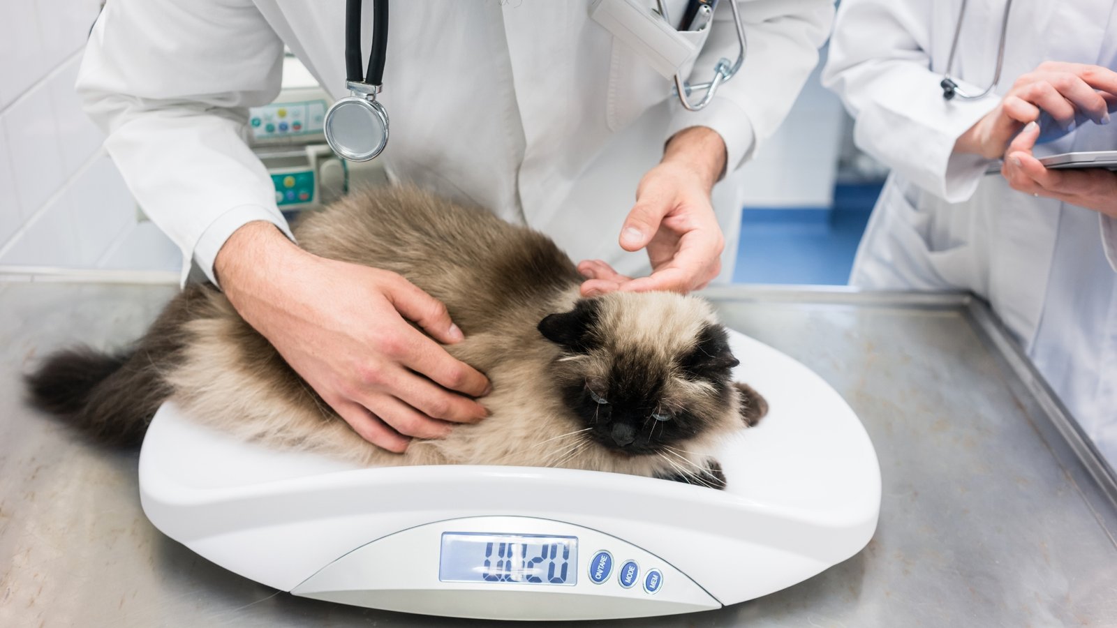 Ragdoll Kitten Vaccination and Preventive Care