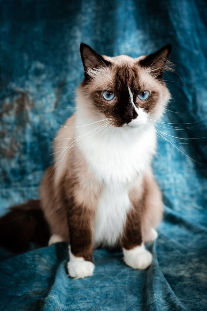 Tortie mink ragdoll cat