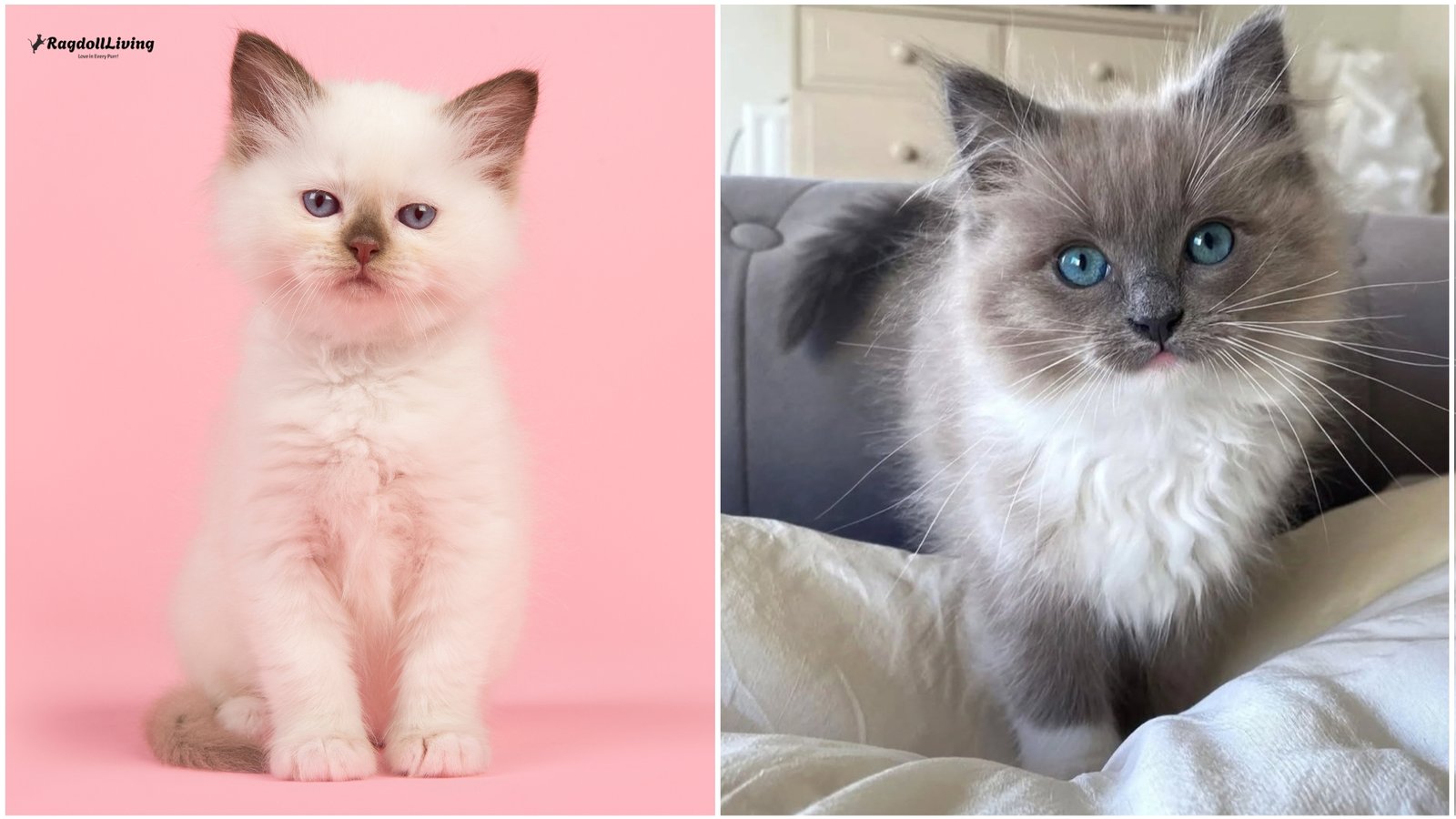 Traditional vs Mink Ragdoll Cats