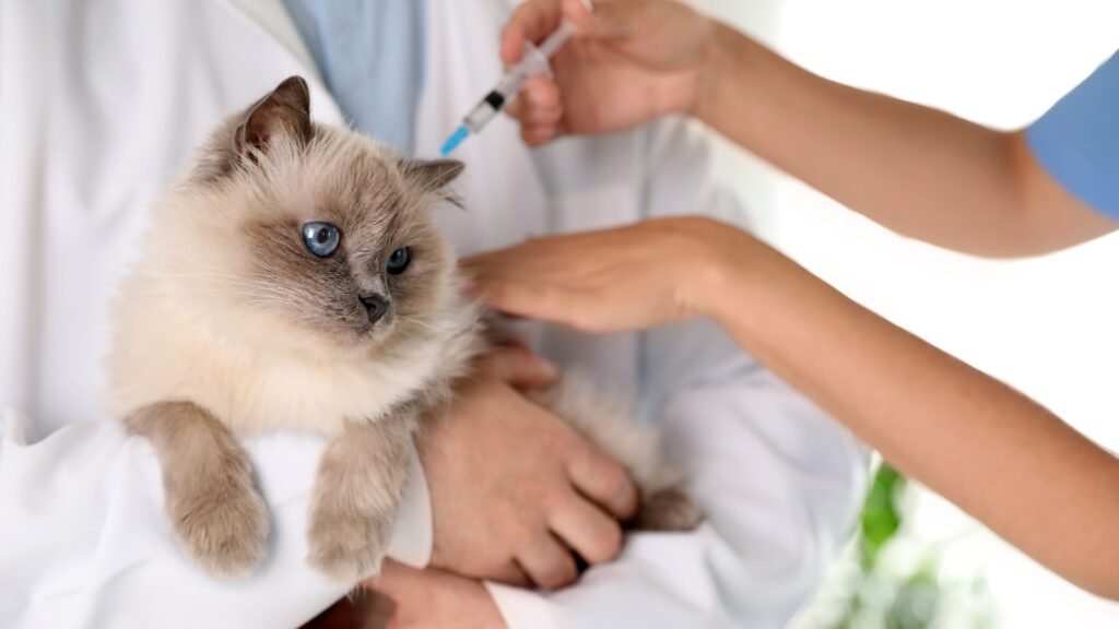 Vaccination Schedules For Ragdoll Kittens & Adult Cats