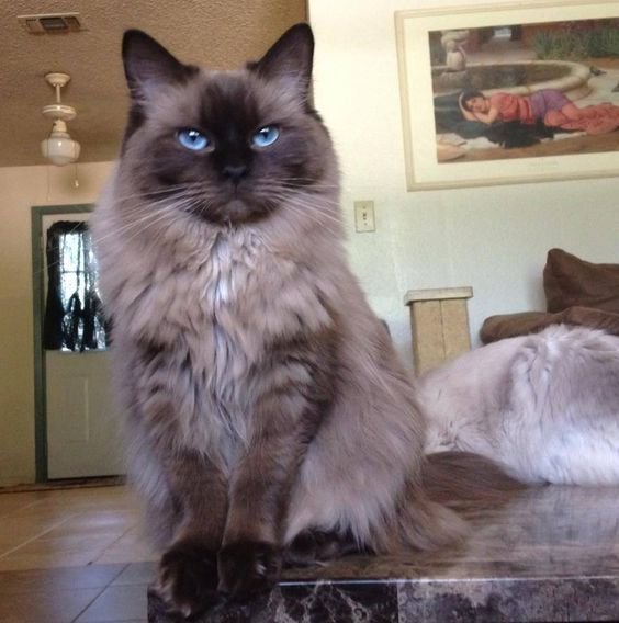 Mink Ragdoll Cat