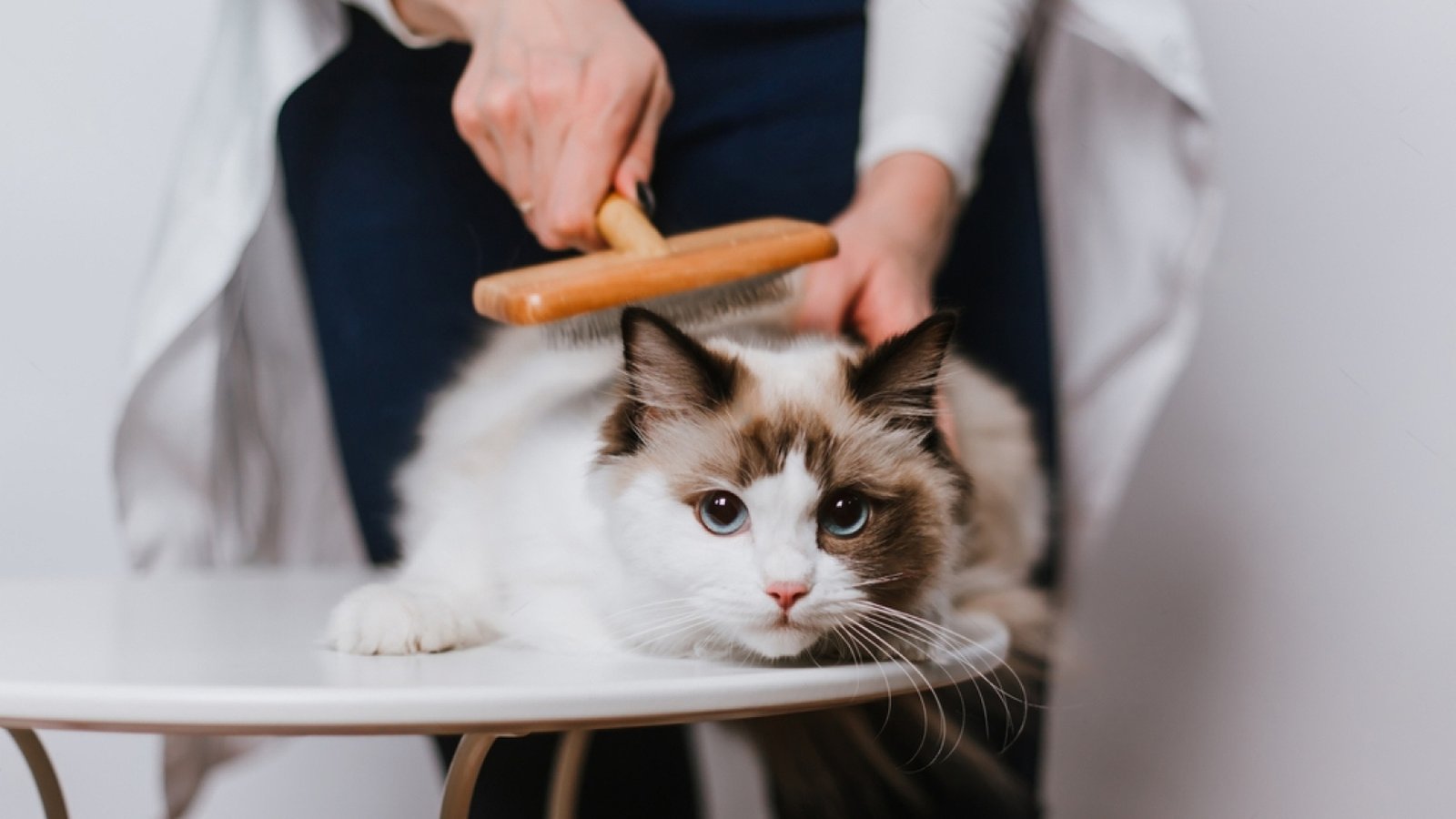 Best Brush For Ragdoll Cats In 2025