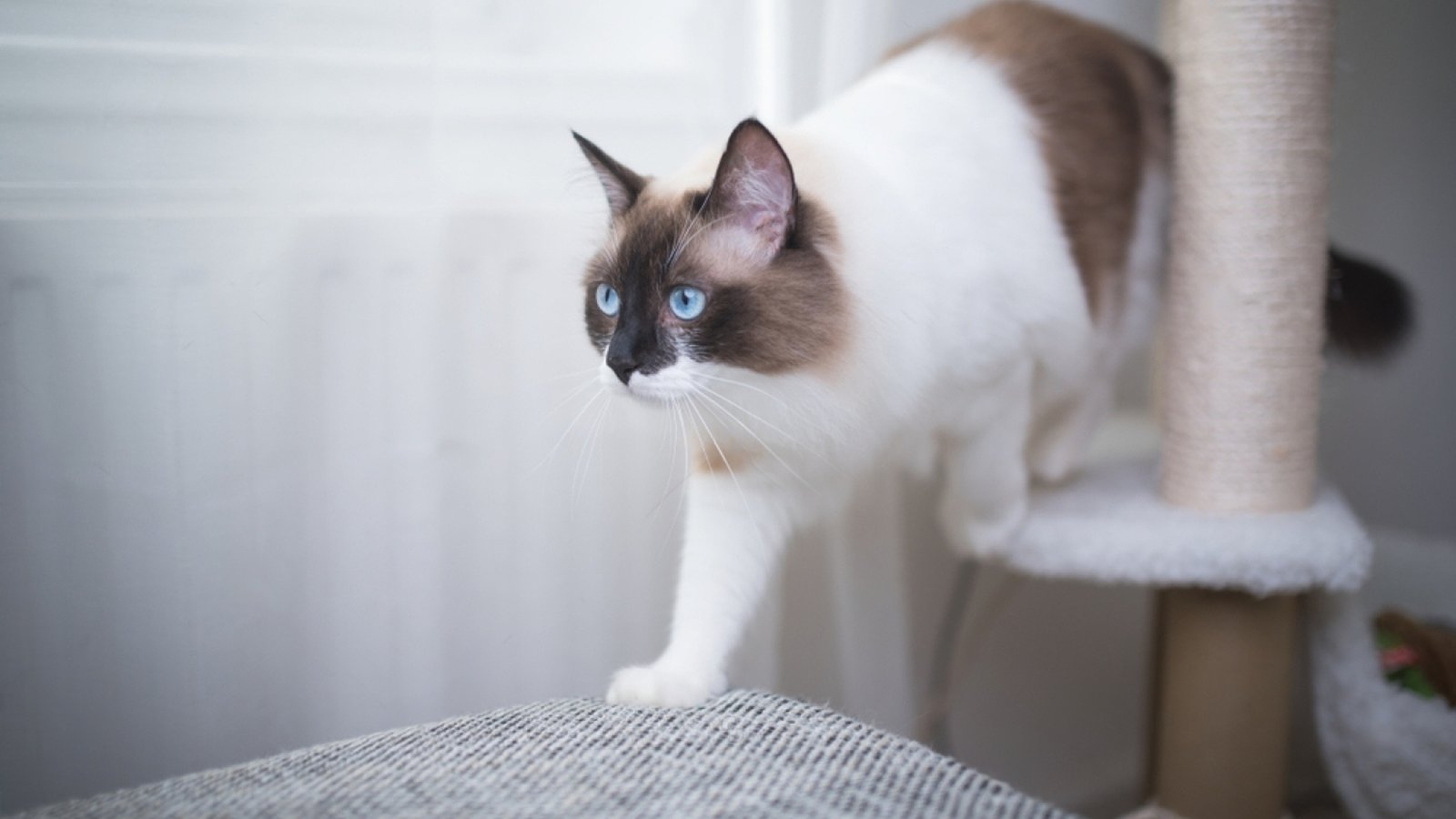 Best Scratching Posts For Ragdoll Cats