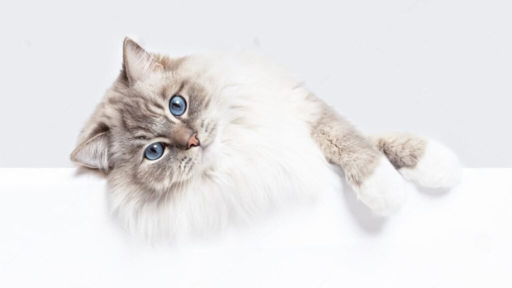 Blue Lynx Mitted Ragdoll Cats