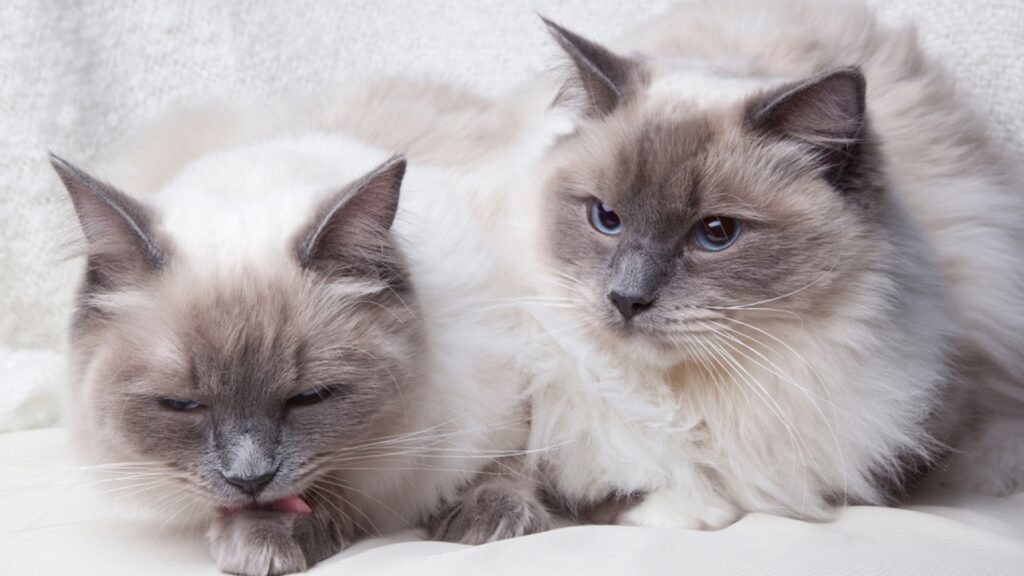 Blue Point Ragdoll Cat