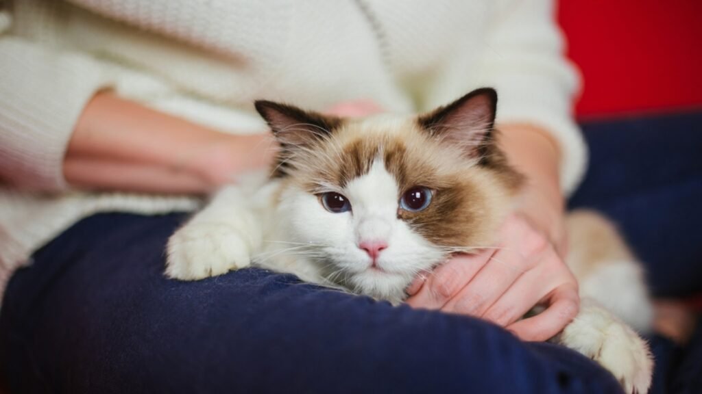 Bring Your Adopted Ragdoll Cat Home