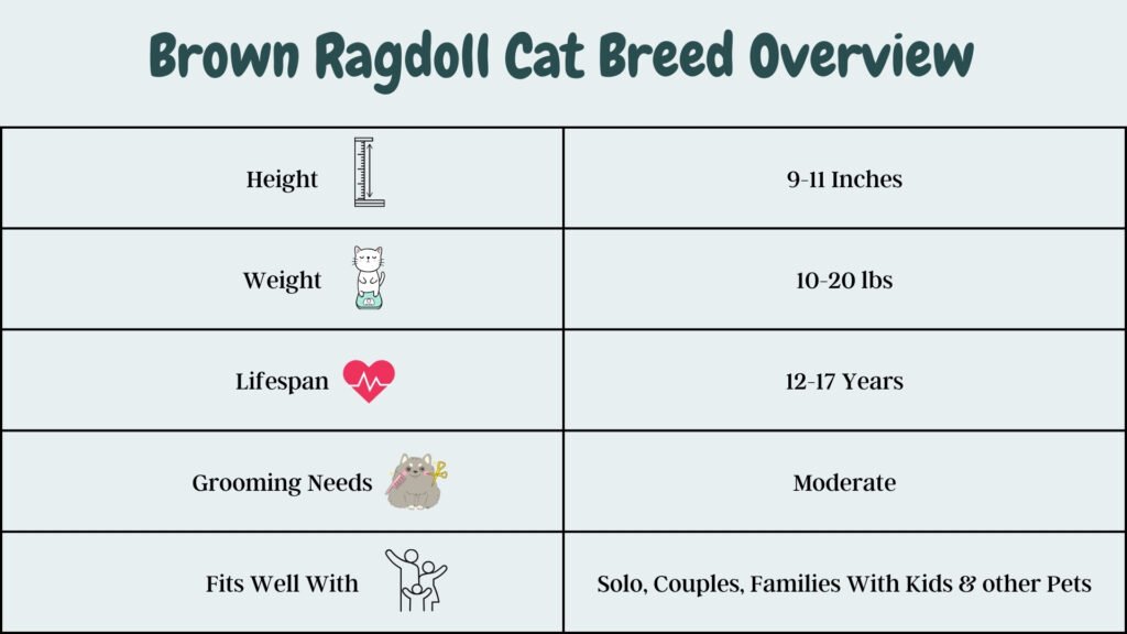 Brown Ragdoll Cat Breed Overview