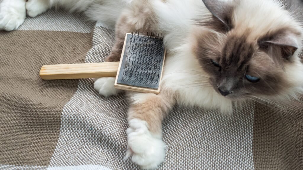 Brushing ragdoll hairs