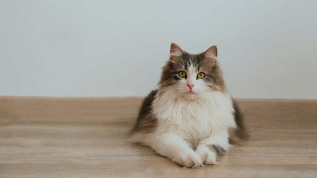 Cherubim/Ragamuffin cat Appearance