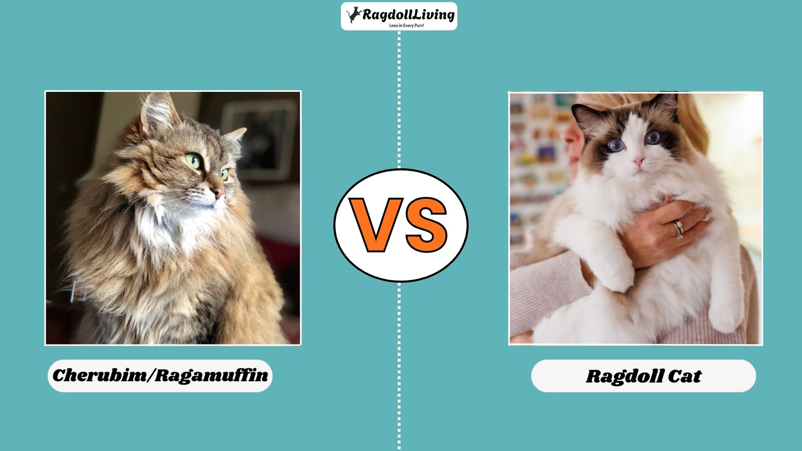 Cherubim vs. Ragdoll