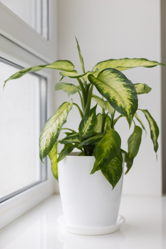 Dieffenbachia houseplant is poisonous to ragdoll cats