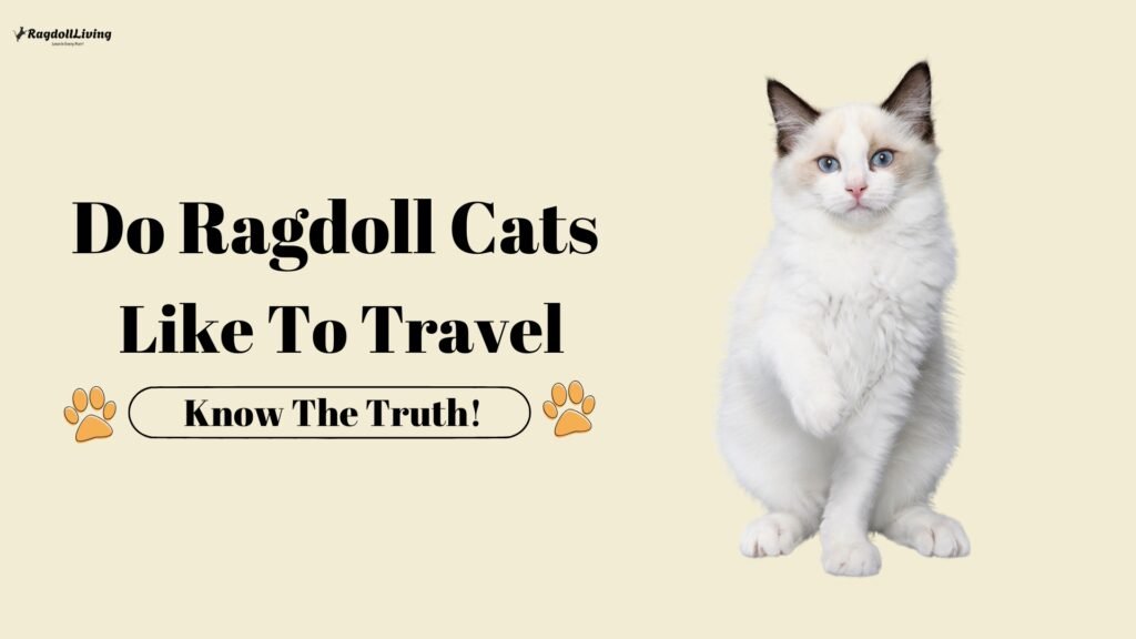 Do Ragdoll Cats Like To Travel