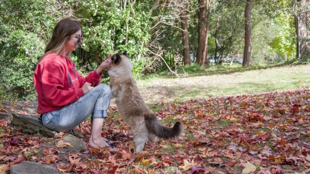 Does a Brown Ragdoll Cat Make a Good Pet