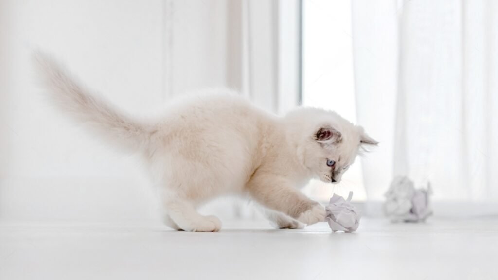 Fun Activities For Ragdoll Cats