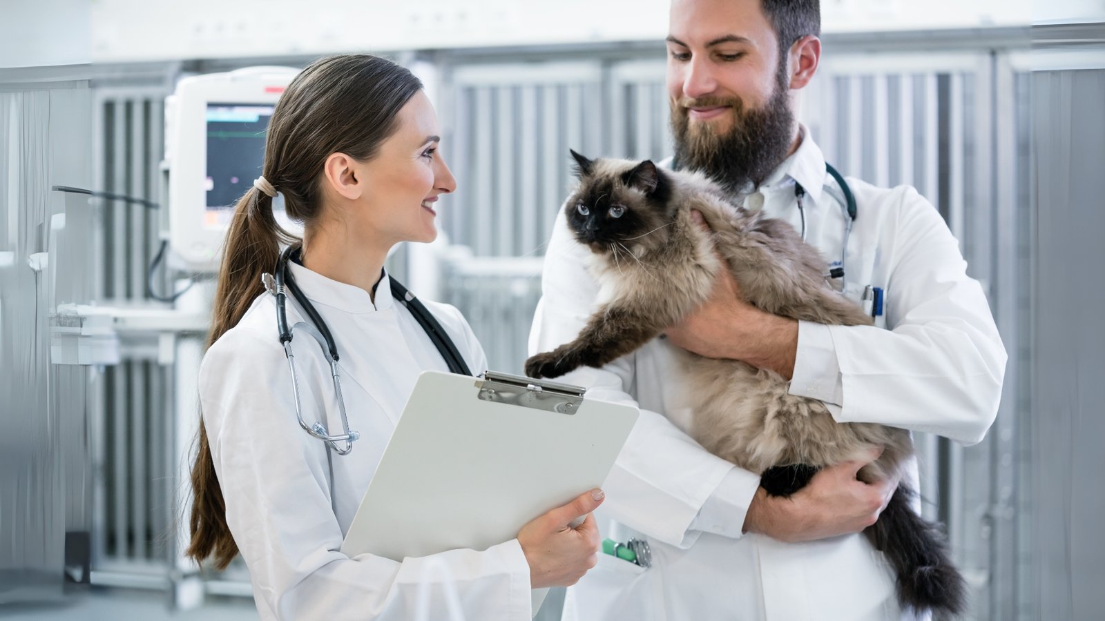 How To Choose The Right Veterinarian For Ragdoll Cat