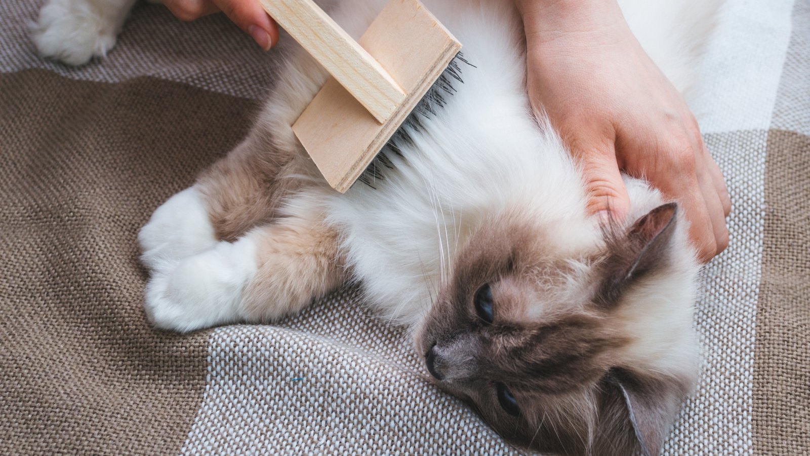 How To Maintain Ragdoll Cat’s Coat