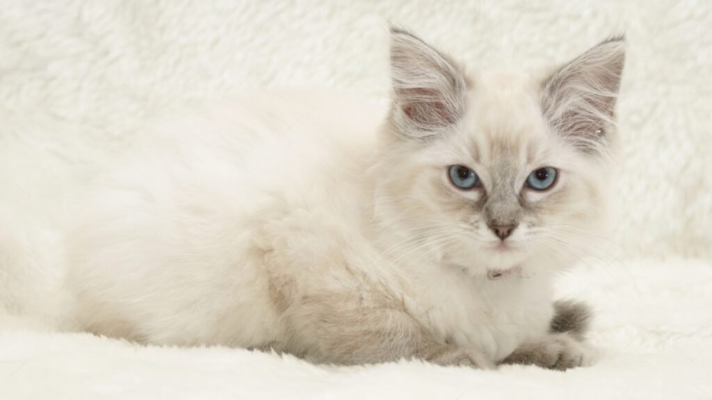 Lilac Point Ragdoll Cat