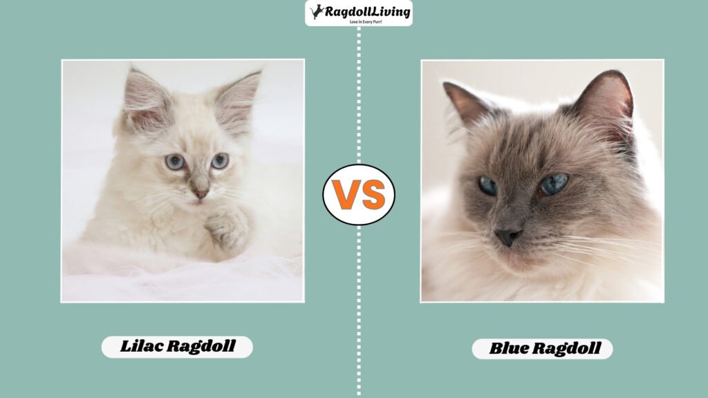 Lilac vs Blue Ragdoll