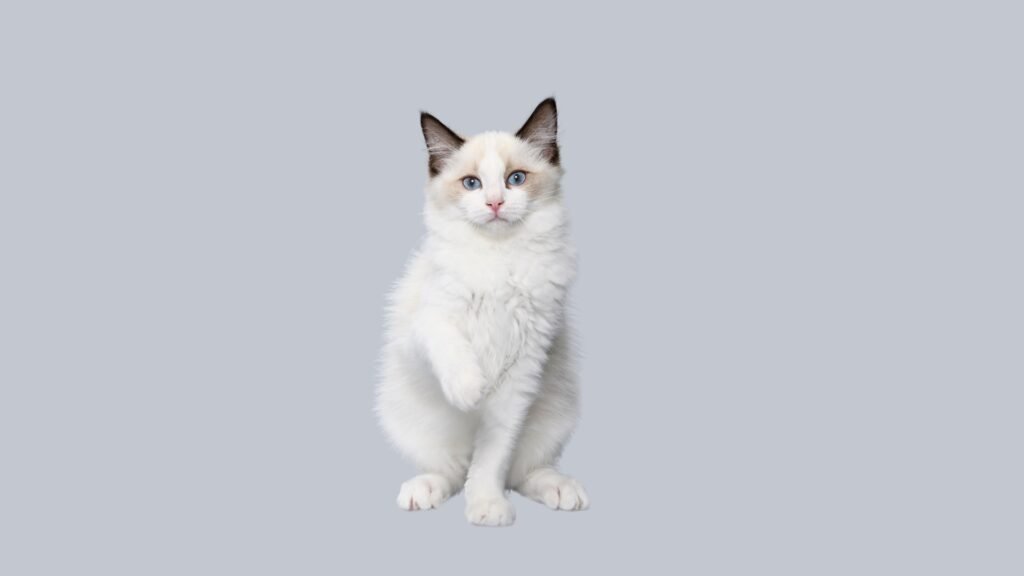 Ragdoll Cat Appearance