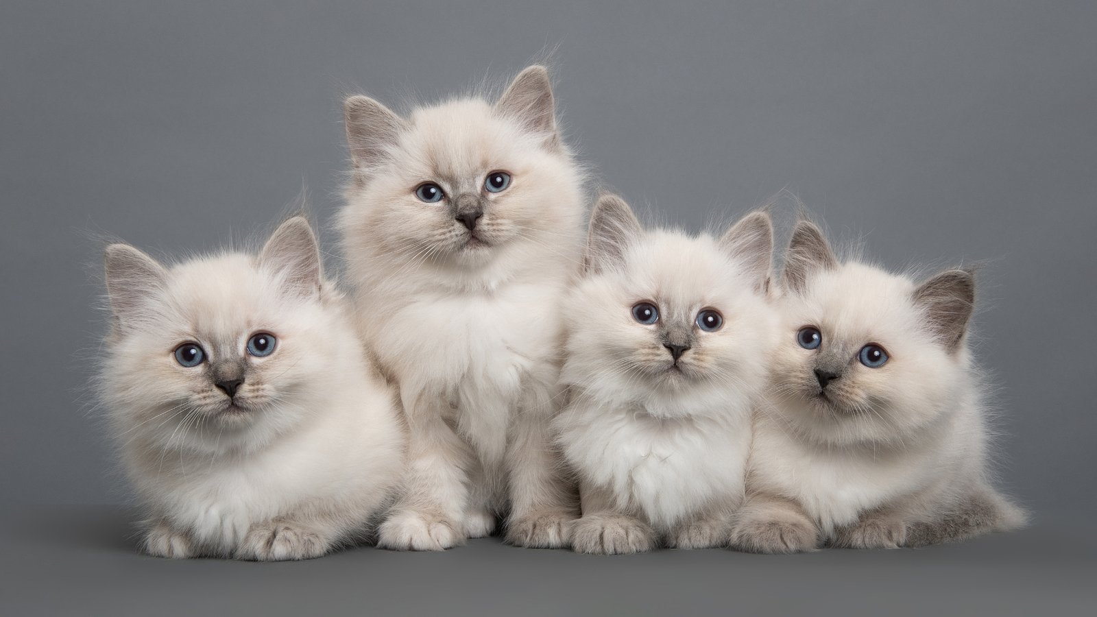 Ragdoll Cat Care Guide For First Time Owners