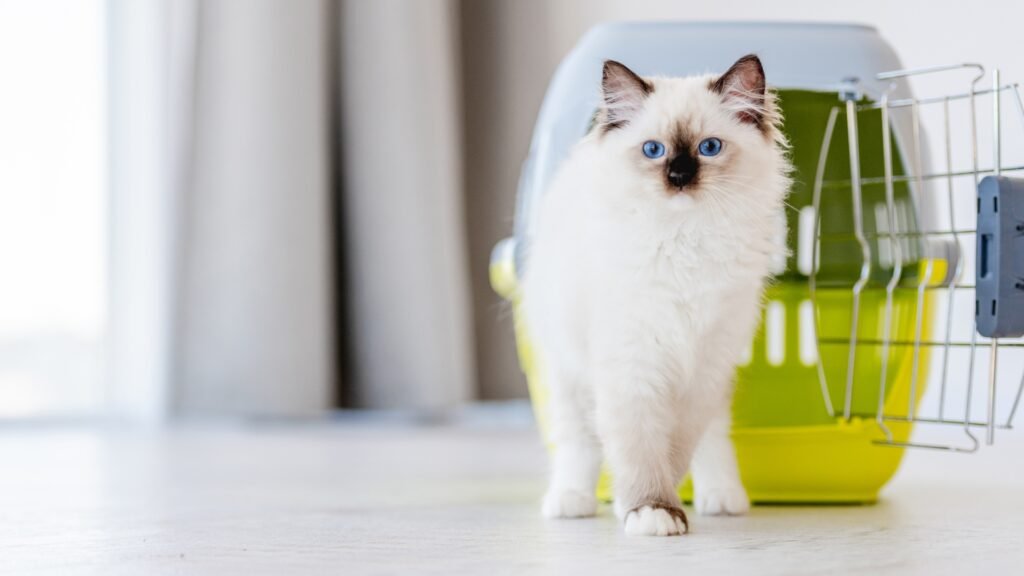 Ragdoll cat carrier