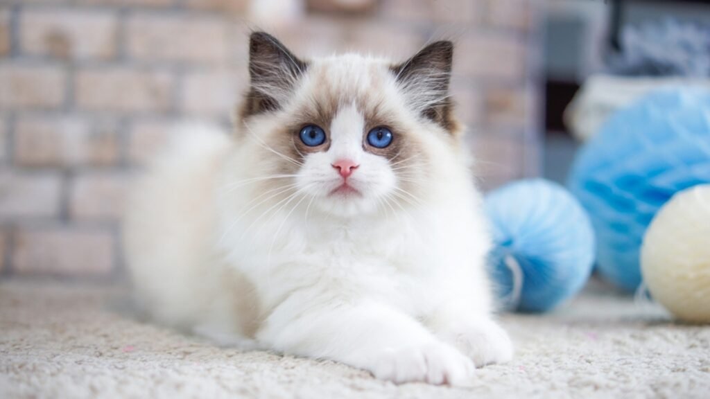 Ragdoll Cat Personality & Temperament