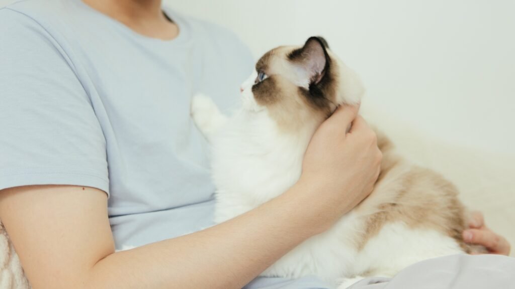 Ragdoll Kitten Needs Undivided Attention