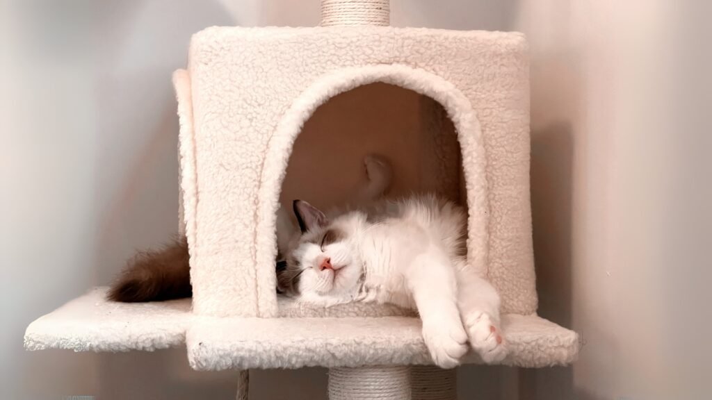 Provide safe space to your ragdoll for sleep