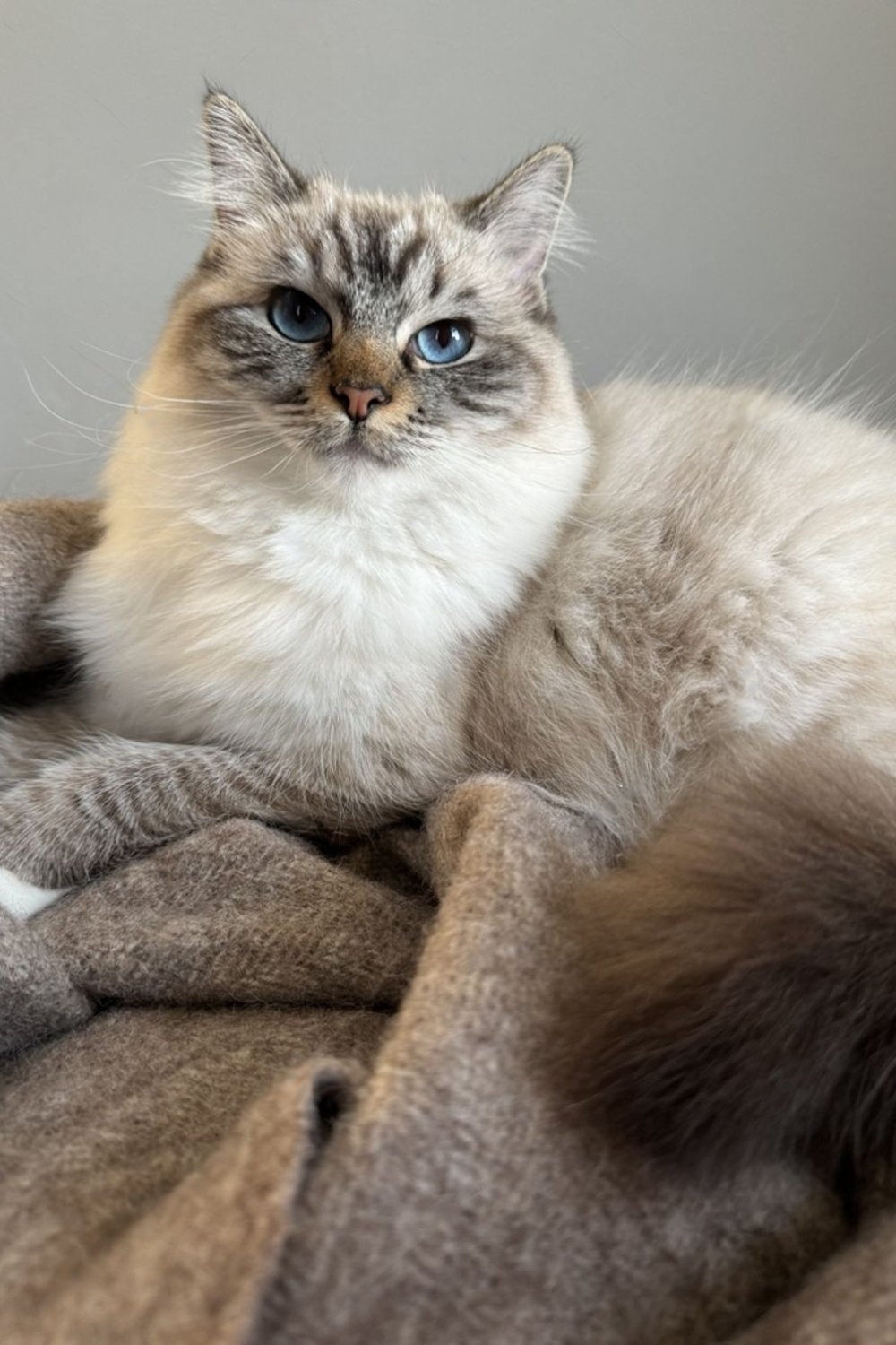 Brown Ragdoll Cat Info, Personality & Care RagdollLiving