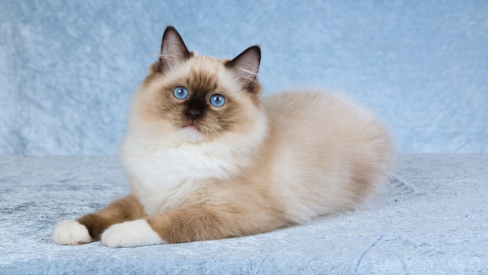 Brown Ragdoll Cat Info, Personality & Care RagdollLiving