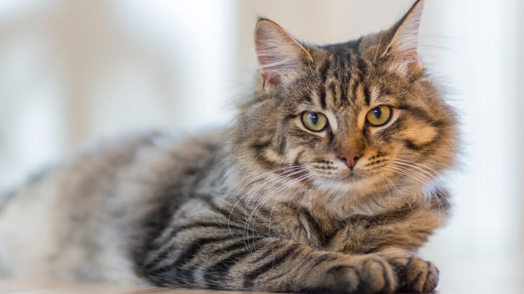 Things To Know When Owning Cherubim/Ragamuffin Cat
