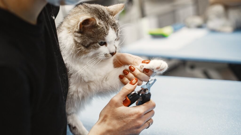 Trimming ragdoll claws is part of their care