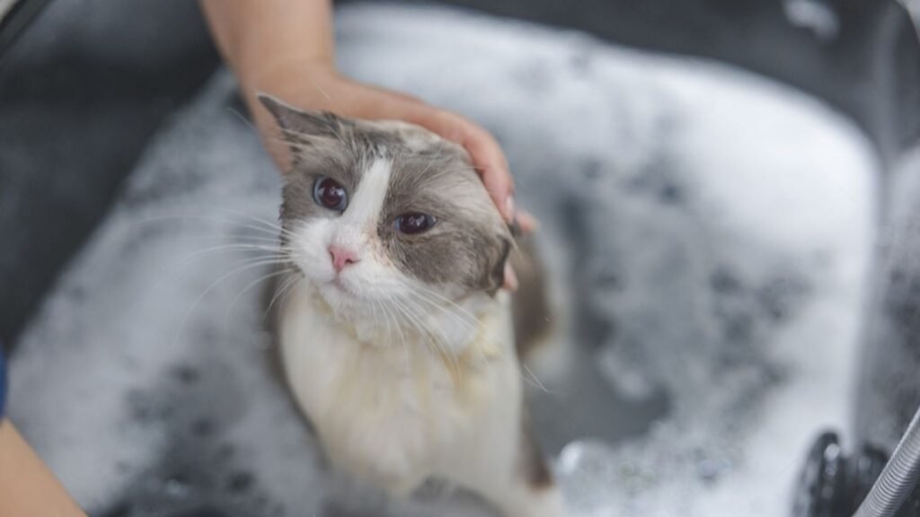 Wet your ragdoll