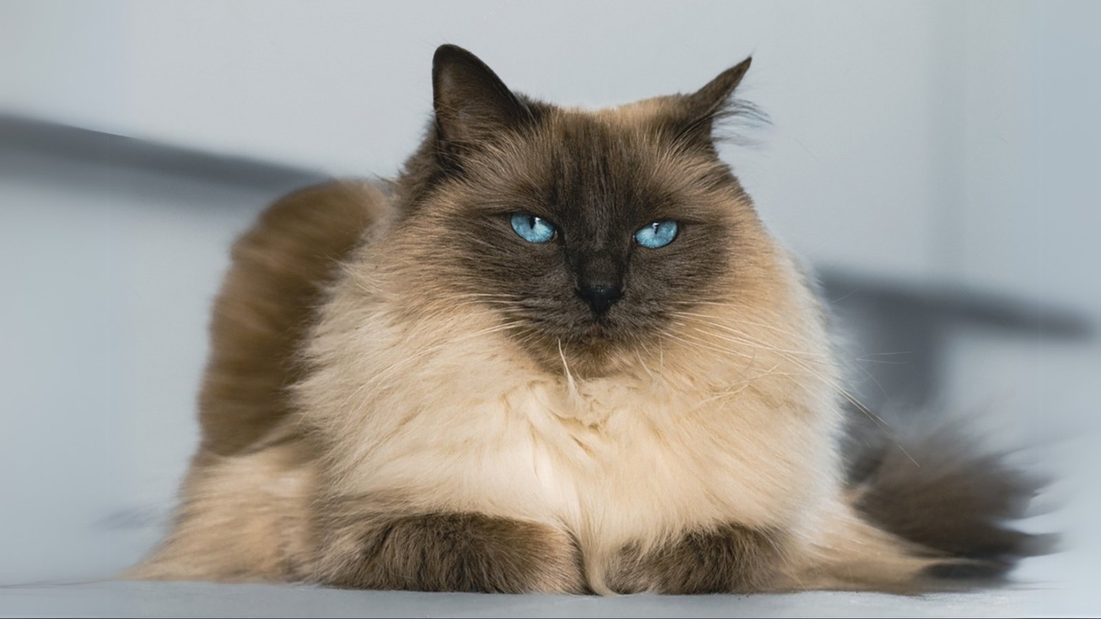 Seal point ragdoll cat