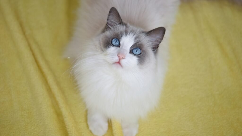 Advanced Cat Tricks To Teach Your Ragdoll Cat