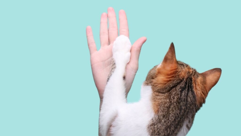 7 Easy Tricks To Teach Ragdoll Cats