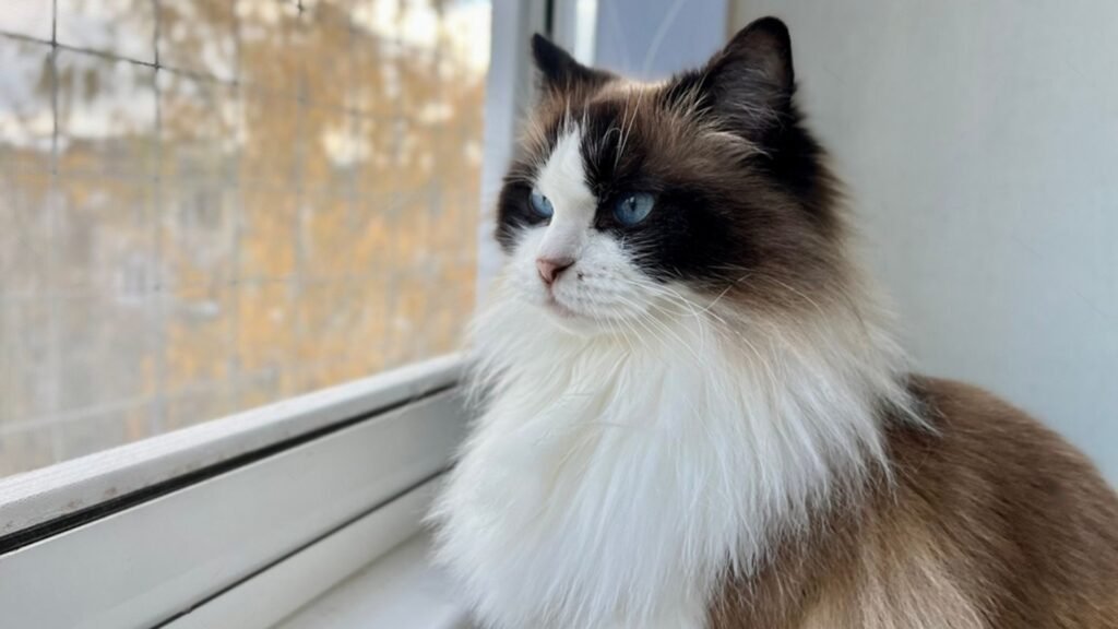 A Ragdoll cat sitting by the window when it’s left home alone