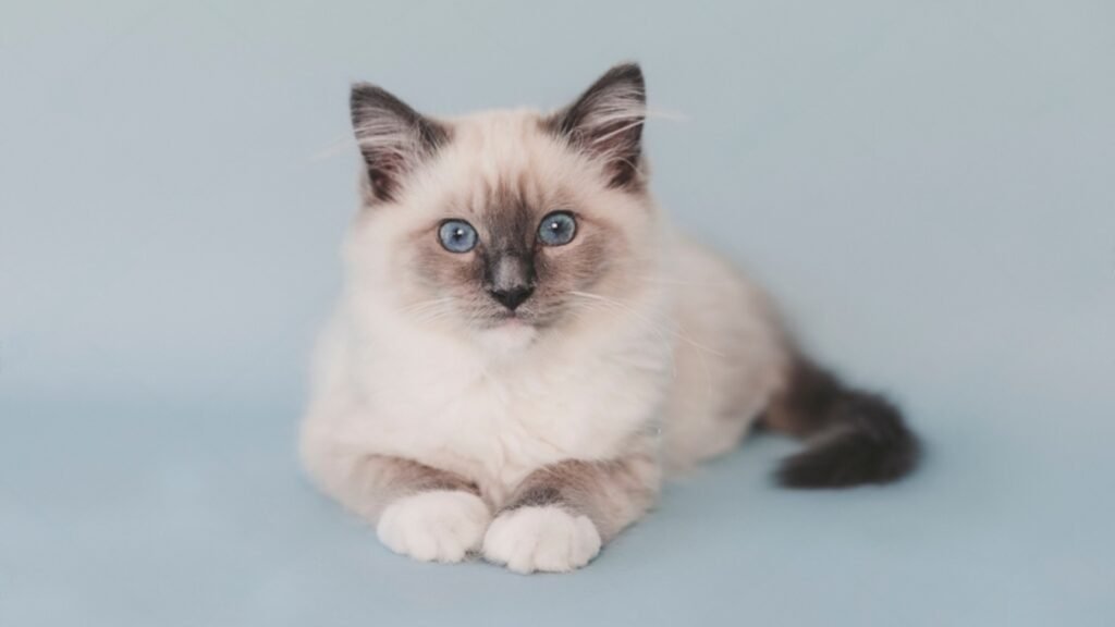 Blue Mitted Ragdoll Cat