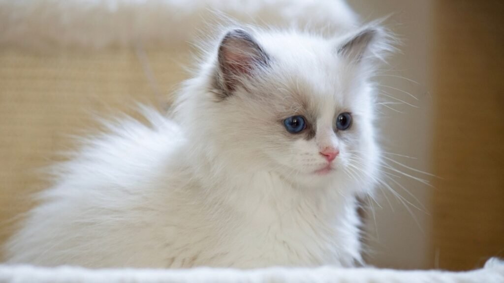 How Long Can You Leave a Ragdoll Kitten Alone?